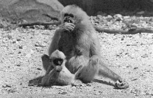 Gibbon et son petit