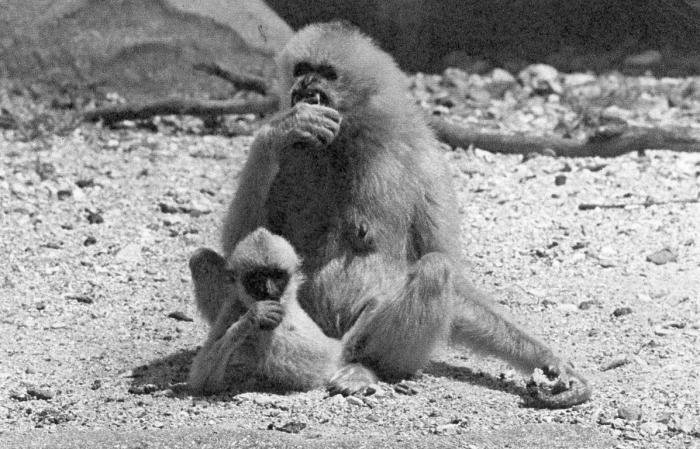 Gibbon et son petit
