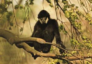 Gibbon à favoris blanc