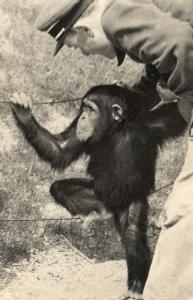 Un Chimpanzé