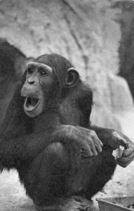 Un Chimpanzé (Afrique)