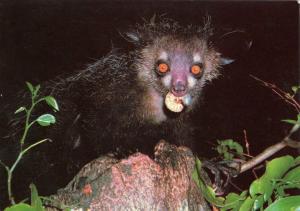 Aye Aye - Madagascar