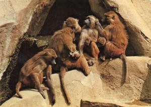 Babouins de Guinée - 1986