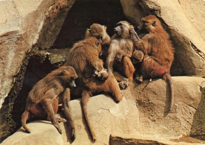 Babouins de Guinée - 1986