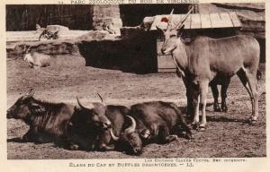 Elans du Cap et Buffles Brachycères