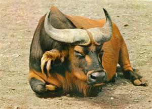 Buffle Brachycère (Afrique)