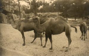 Chameaux