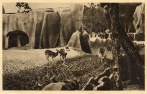Le parc des cerfs Axis et des Nilgauts