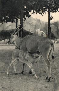 Un Elan du cap et son petit