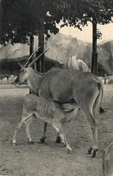 Un Elan du cap et son petit