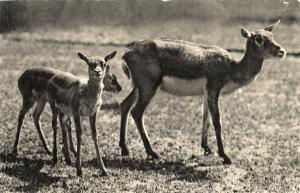 n groupe de Gazelles de l'Inde