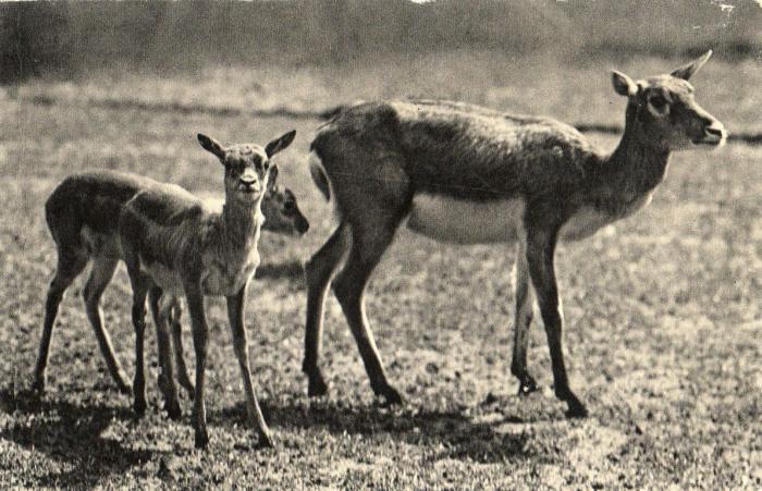 n groupe de Gazelles de l'Inde