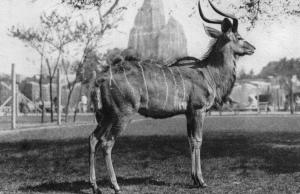 Grand Koudou mâle (Afrique)