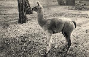 Jeune Guanaco