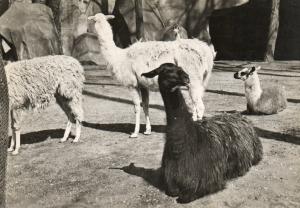 Lamas - 1956