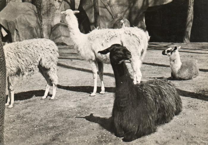 Lamas - 1956