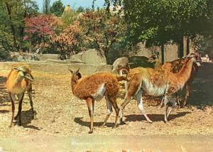 Guanaco (Amérique du Sud)
