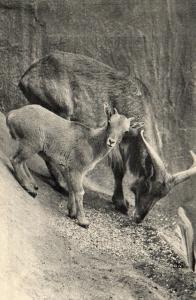 Un Mouflon à manchettes et son petit (Afrique du Nord)