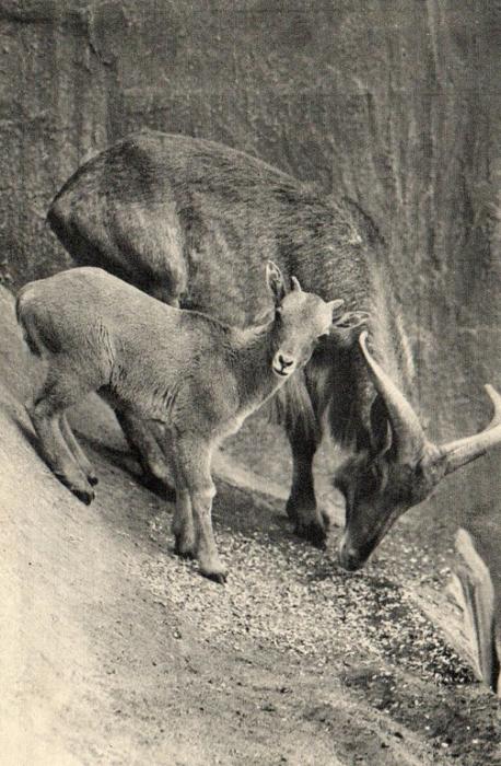 Un Mouflon à manchettes et son petit (Afrique du Nord)