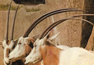 Oryx algazelle