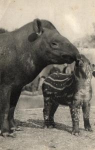 Un Tapir d'Amérique et son petit - 1946