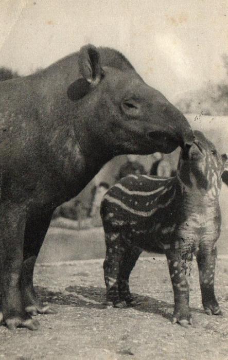 Un Tapir d'Amérique et son petit - 1946