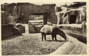 Le Tapir à chabraque