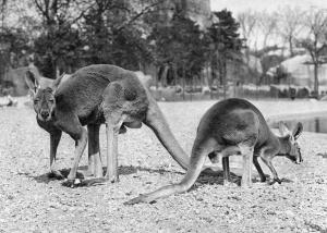 Kangourous Roux