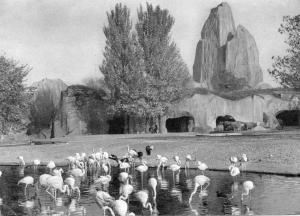 Flamants Roses (Phoenicopterus roseus)