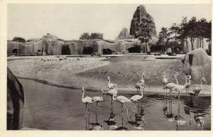 Les Flamants Roses et le Grand Rocher