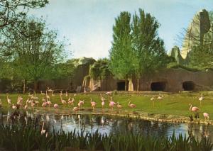 Flamant rose - Flamant rouge - Flamant du Chili - 1968