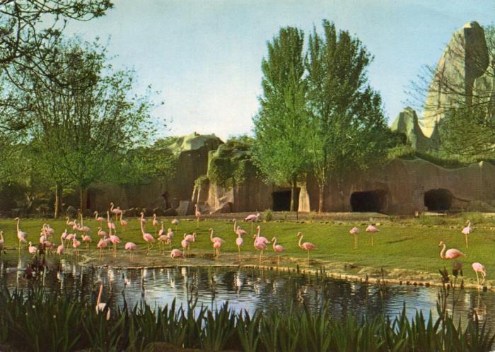Flamant rose - Flamant rouge - Flamant du Chili - 1968