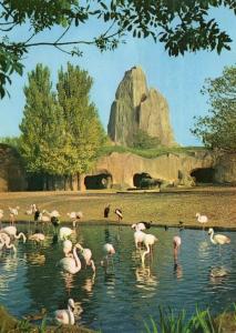 Flamant rose - Flamant rouge - Flamant du Chili