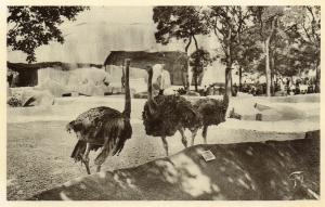 Les Autruches