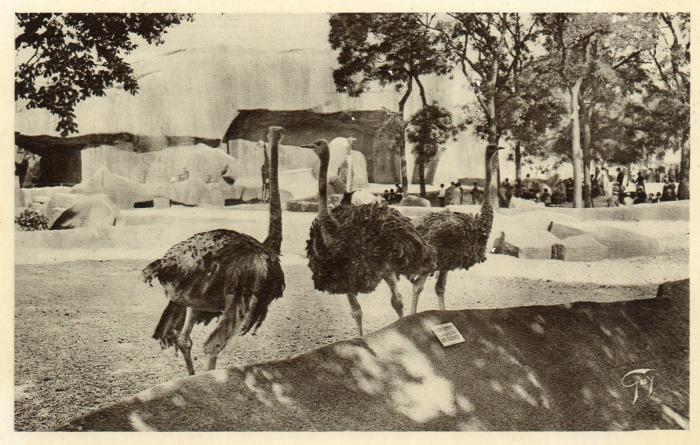 Les Autruches
