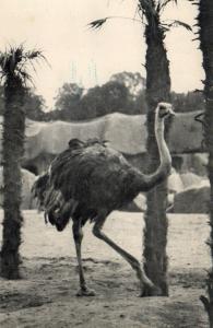 Une Autruche (Afrique)