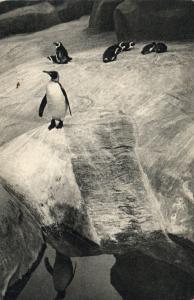 Un Pingouin royal et un groupe de Manchots du Cap