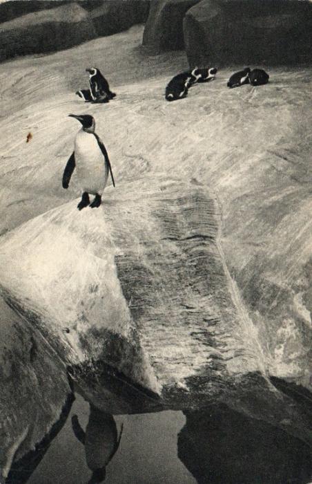 Un Pingouin royal et un groupe de Manchots du Cap
