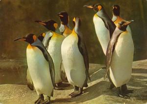 Manchots Royaux - Antarctique