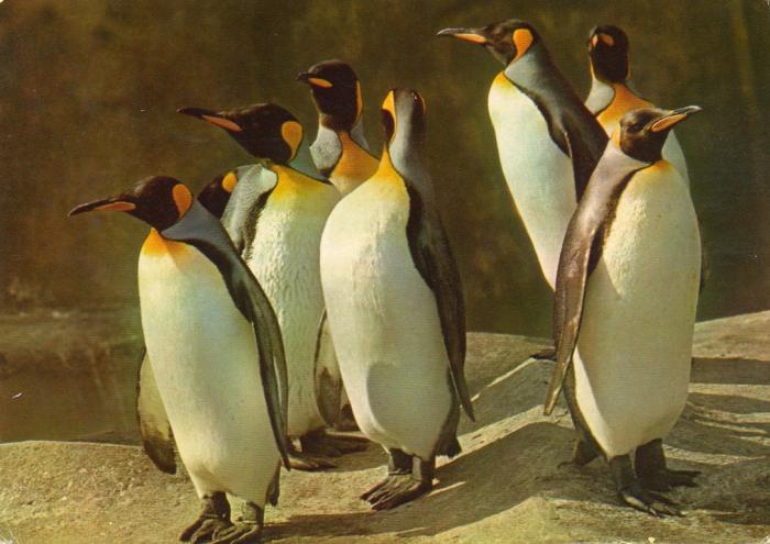 Manchots Royaux - Antarctique