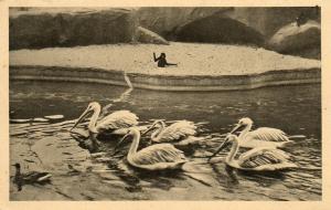 Les Pélicans et l'Ile aux Gibbons