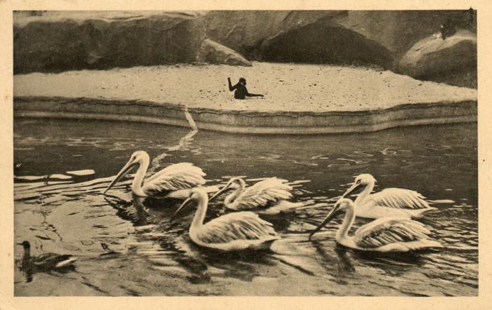 Les Pélicans et l'Ile aux Gibbons