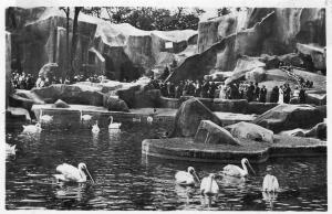 Le Bassin des Pélicans et le rocher des Singes
