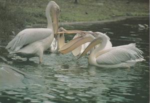 Pélican blanc (Pelecumus onocrotalus)