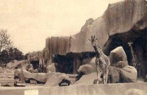 Les Girafes sur leur plateau