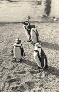 Manchots du Cap ou Pingouins