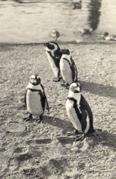 Manchots du Cap ou Pingouins