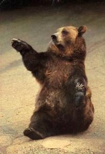 Ours Grizzly