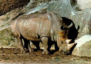 Rhinoceros de Burchell
