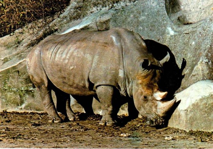 Rhinoceros de Burchell